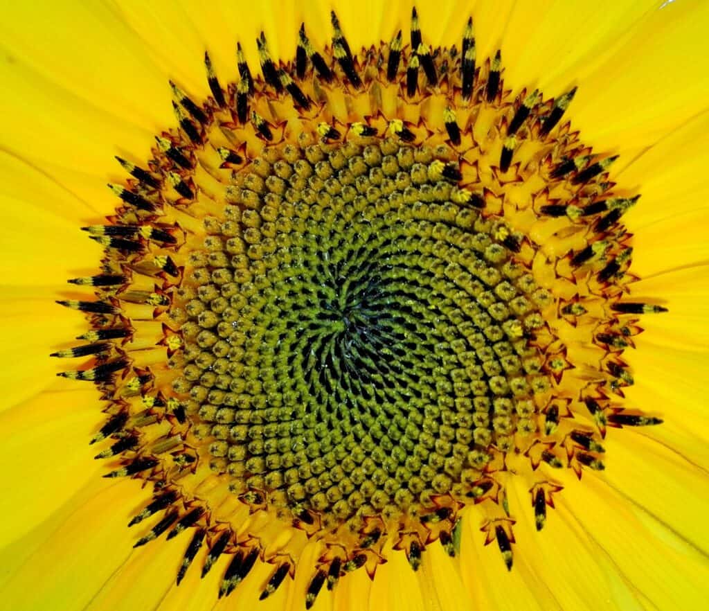 Resources harald landsrath fibonacci 1599007