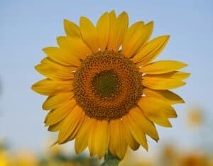 Resources sunflower wolfgang hasselmann oosfc3hsp g unsplash copy
